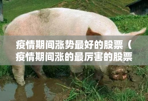 疫情期间涨势最好的股票（疫情期间涨的最厉害的股票）