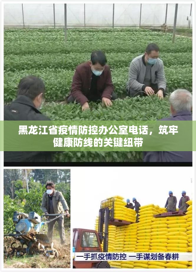 黑龙江省疫情防控办公室电话，筑牢健康防线的关键纽带