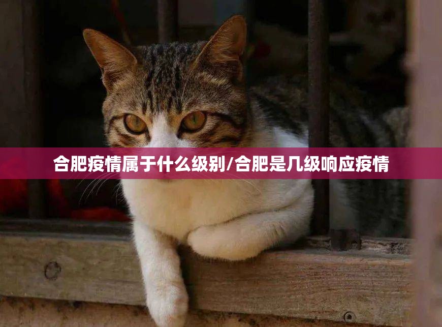 合肥疫情属于什么级别/合肥是几级响应疫情